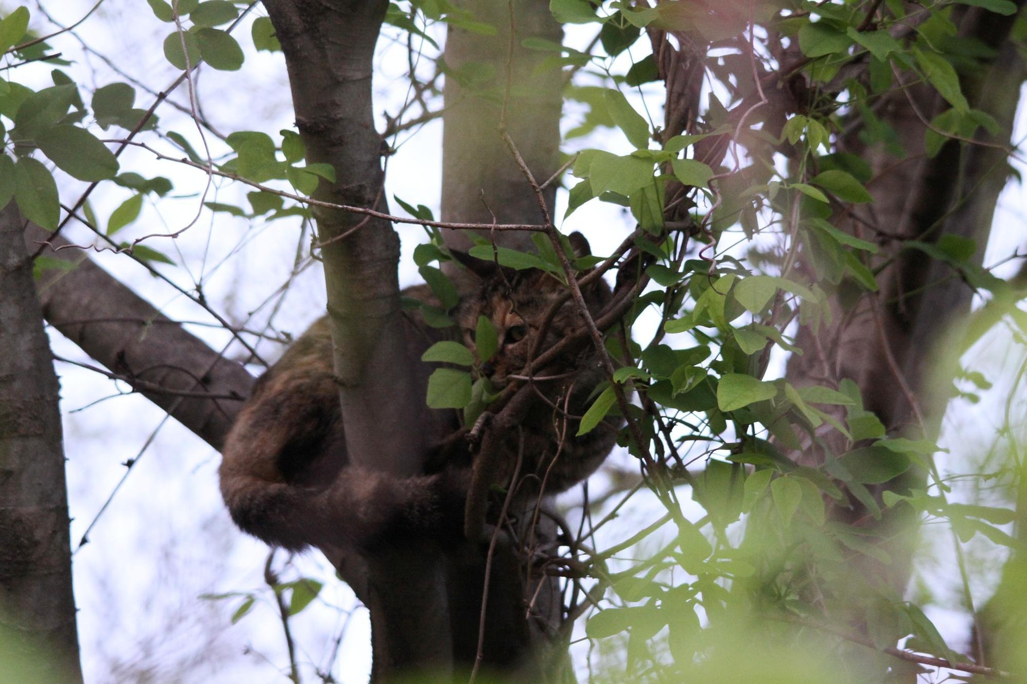 “野生”の野良猫、ンッ？