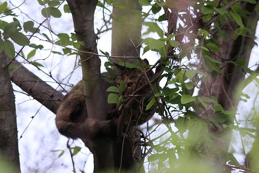 “野生”の野良猫、ンッ？