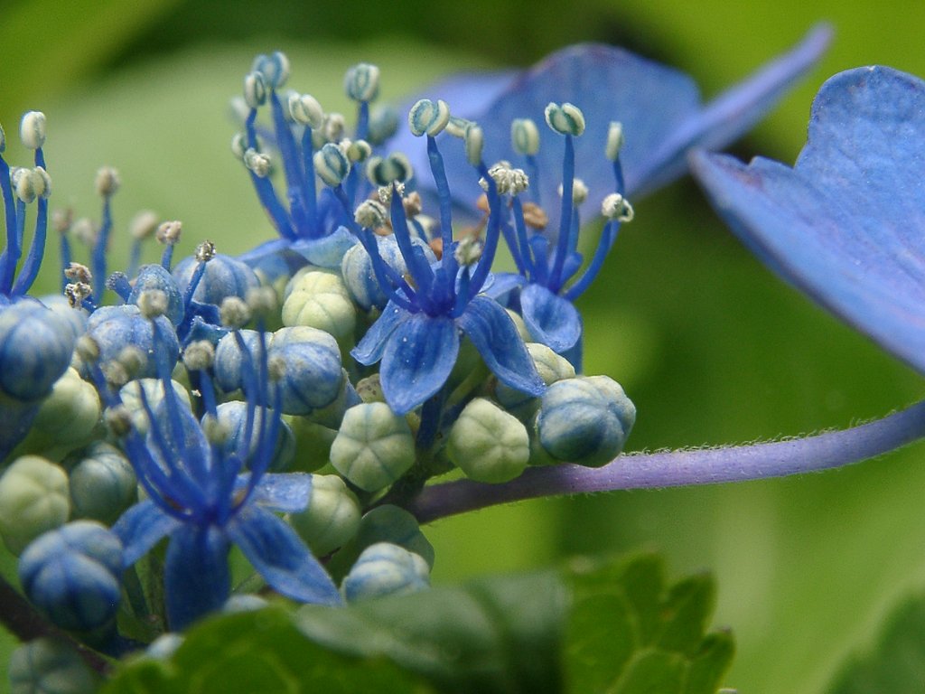 「毛」その12-紫陽花
