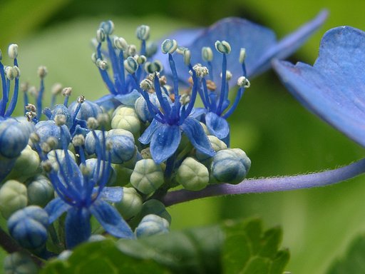 「毛」その12-紫陽花