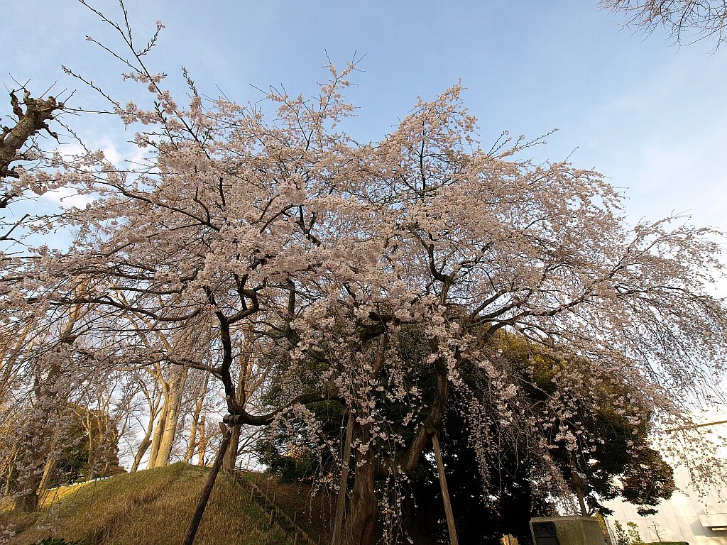 またまた桜でも