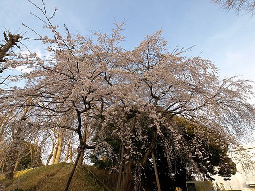 またまた桜でも