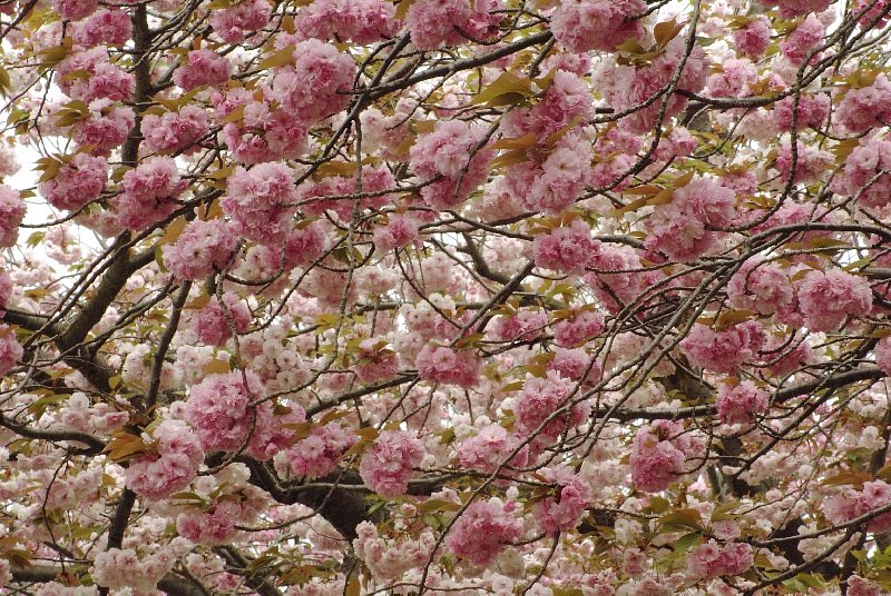 八重桜