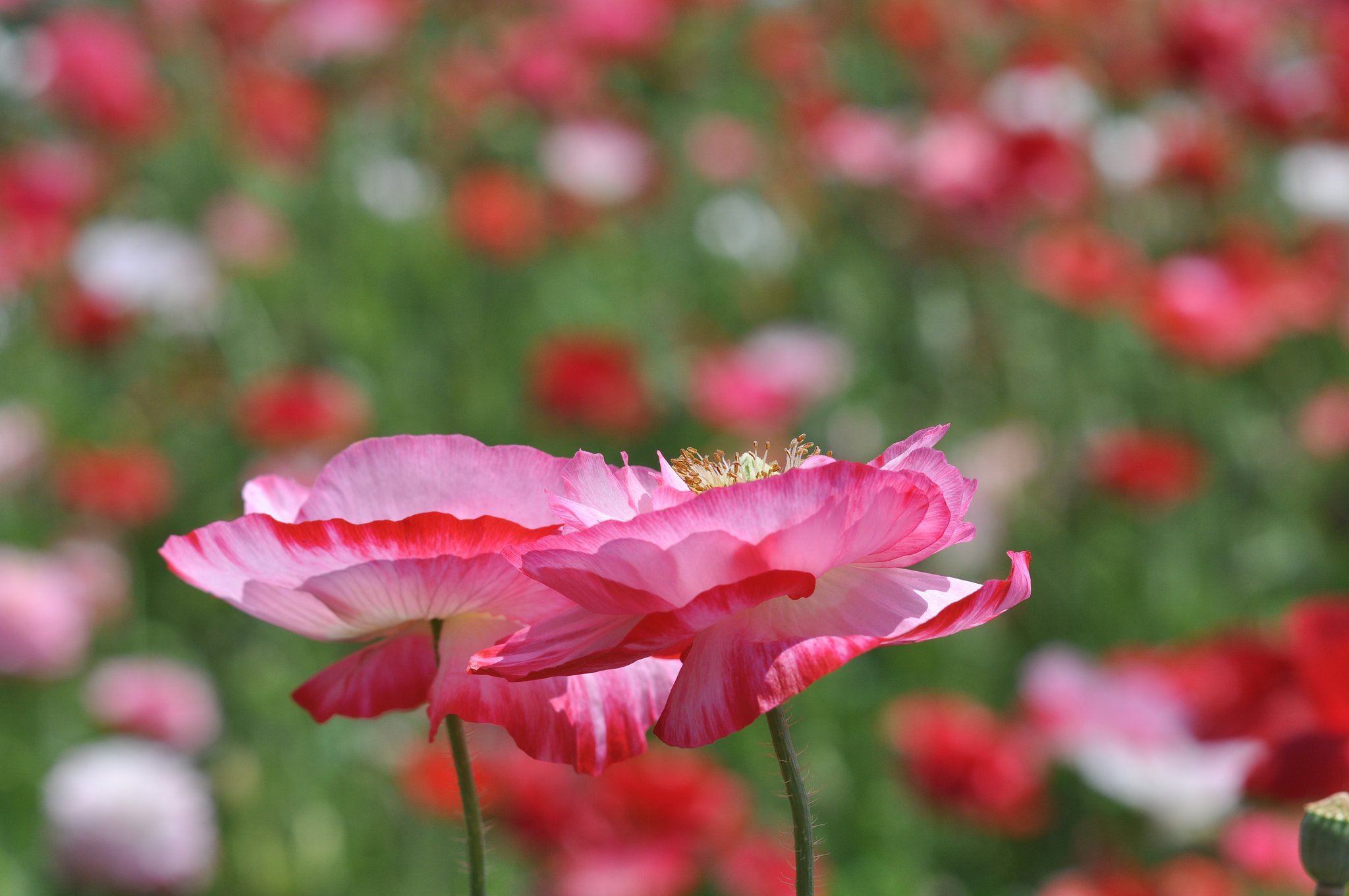 Summicron 90mmF2