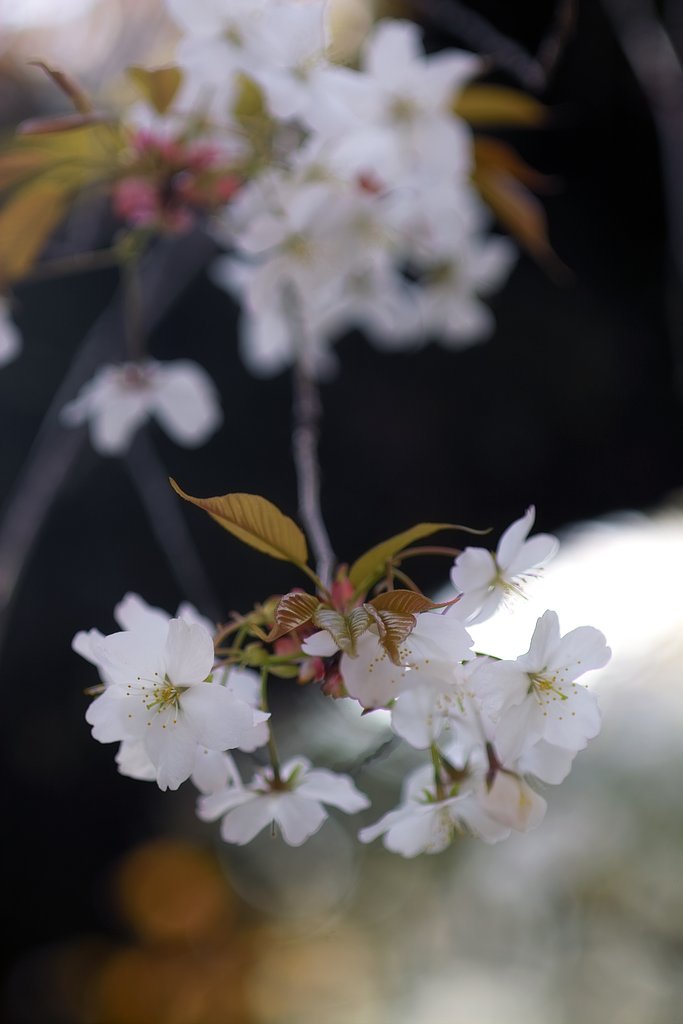 桜下の宴