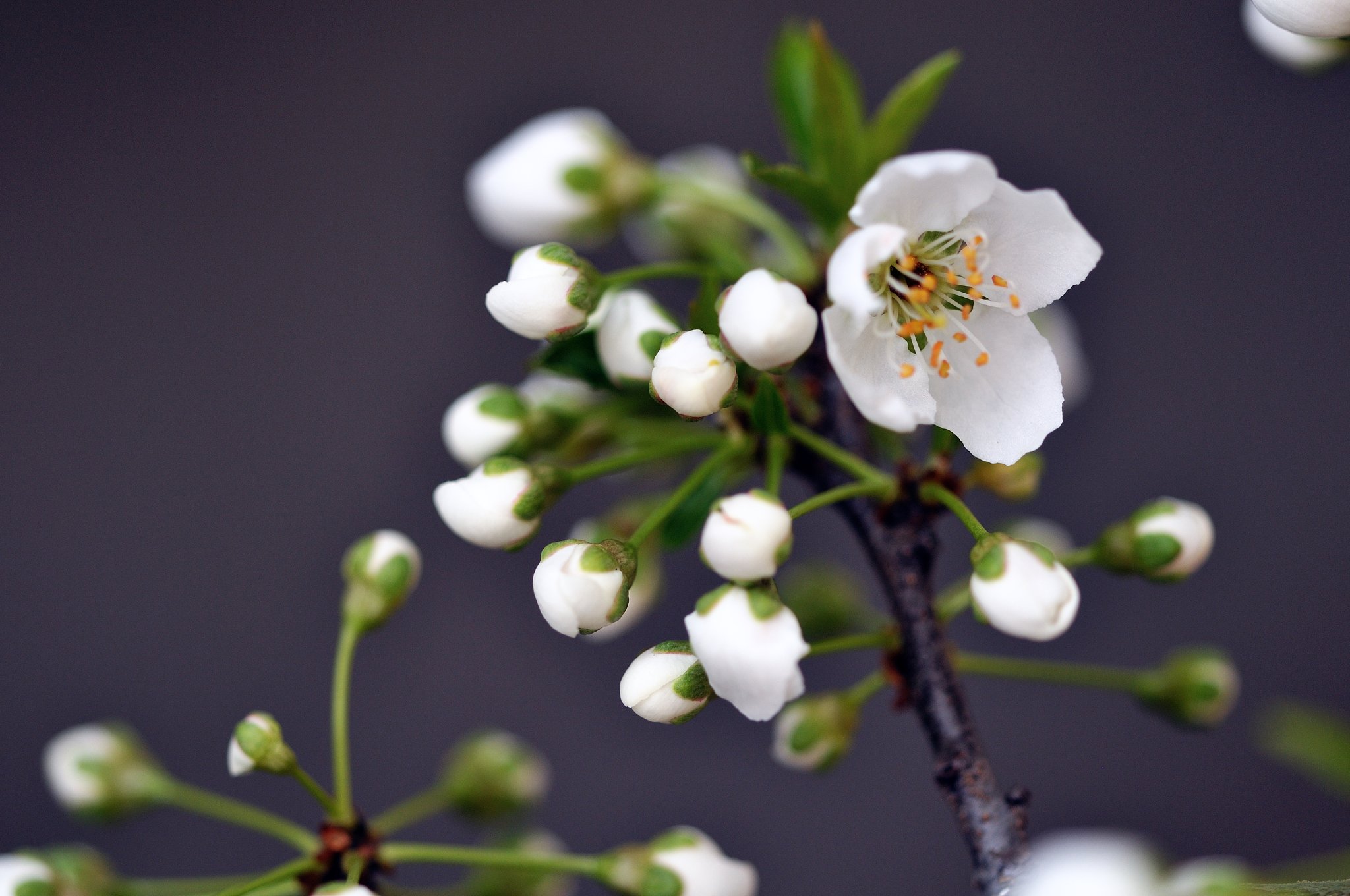 プルーンの花とつぼみ