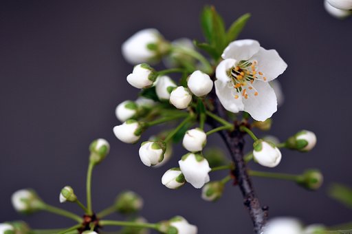 プルーンの花とつぼみ