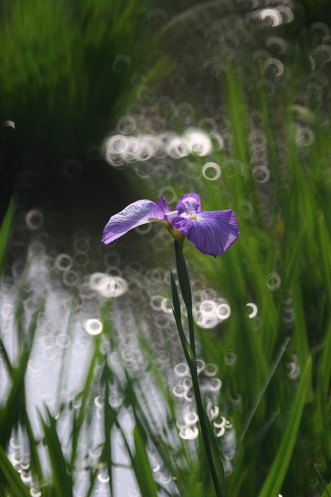 リング菖蒲