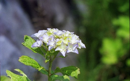 気の早い紫陽花