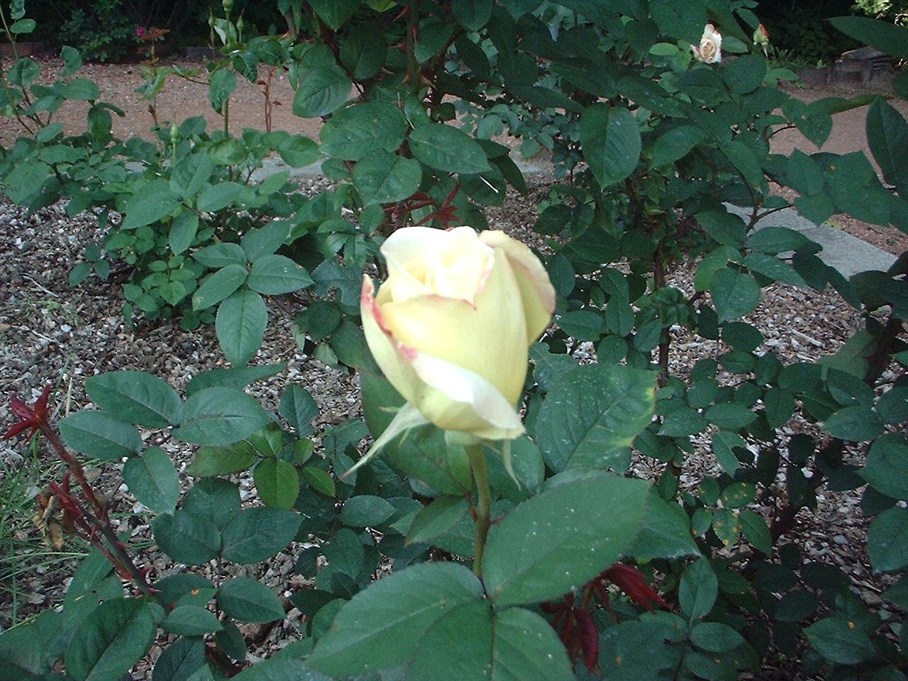 白薔薇♪