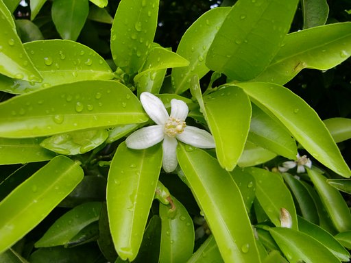 みかんの花