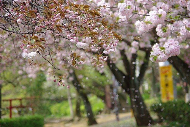 名残桜