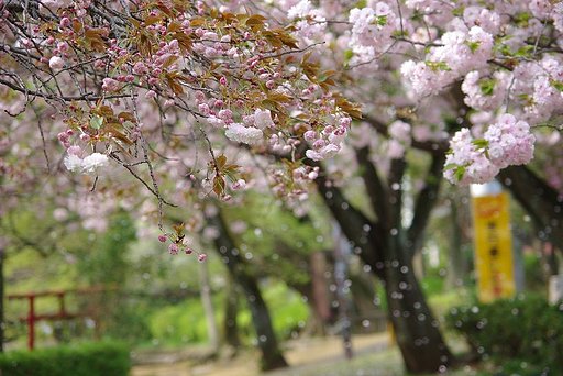 名残桜