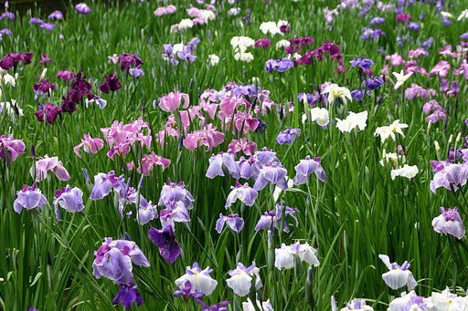 明治神宮御苑の花菖蒲