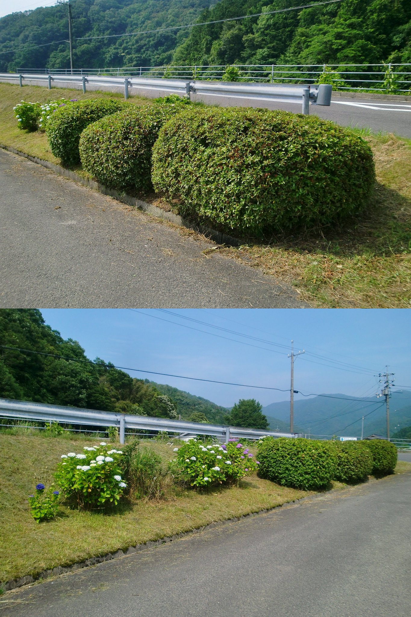恒例?のボランティアの選定と草刈