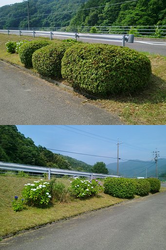 恒例?のボランティアの選定と草刈