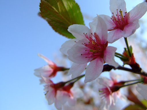 なんちゃって南の島の桜