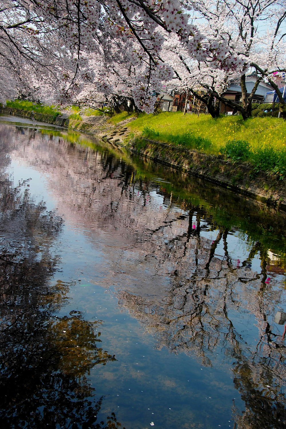 桜川