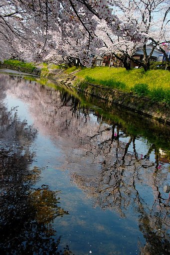 桜川