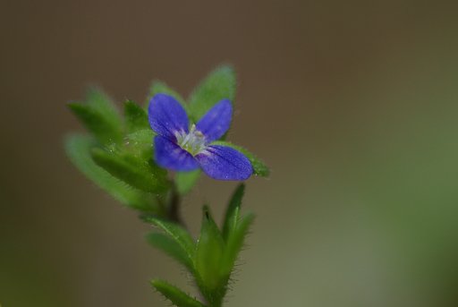 アリンコの目（その３）
