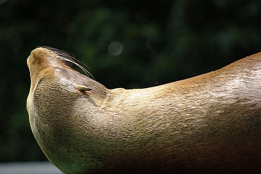 動物シリーズ（昼寝）
