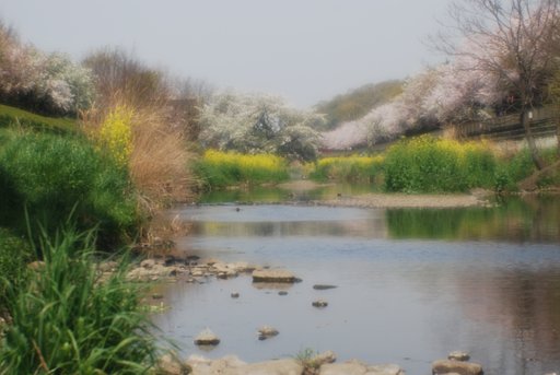 野川の桜