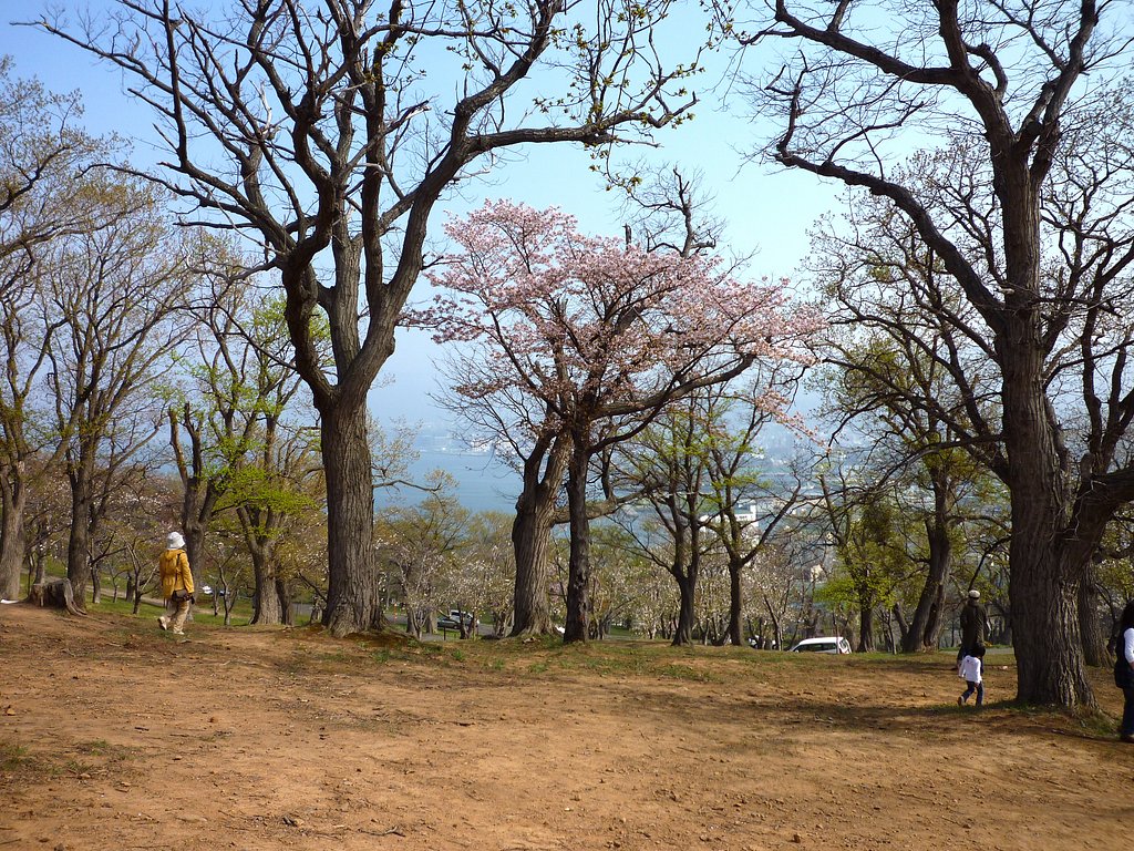 花見＠公園