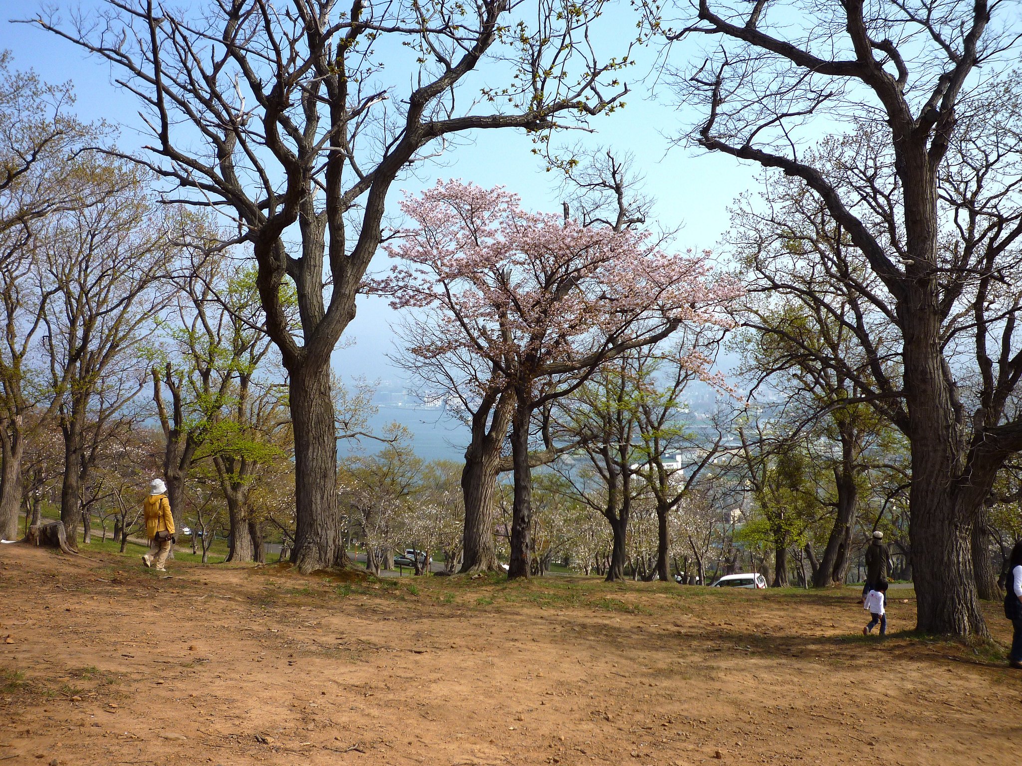 花見＠公園