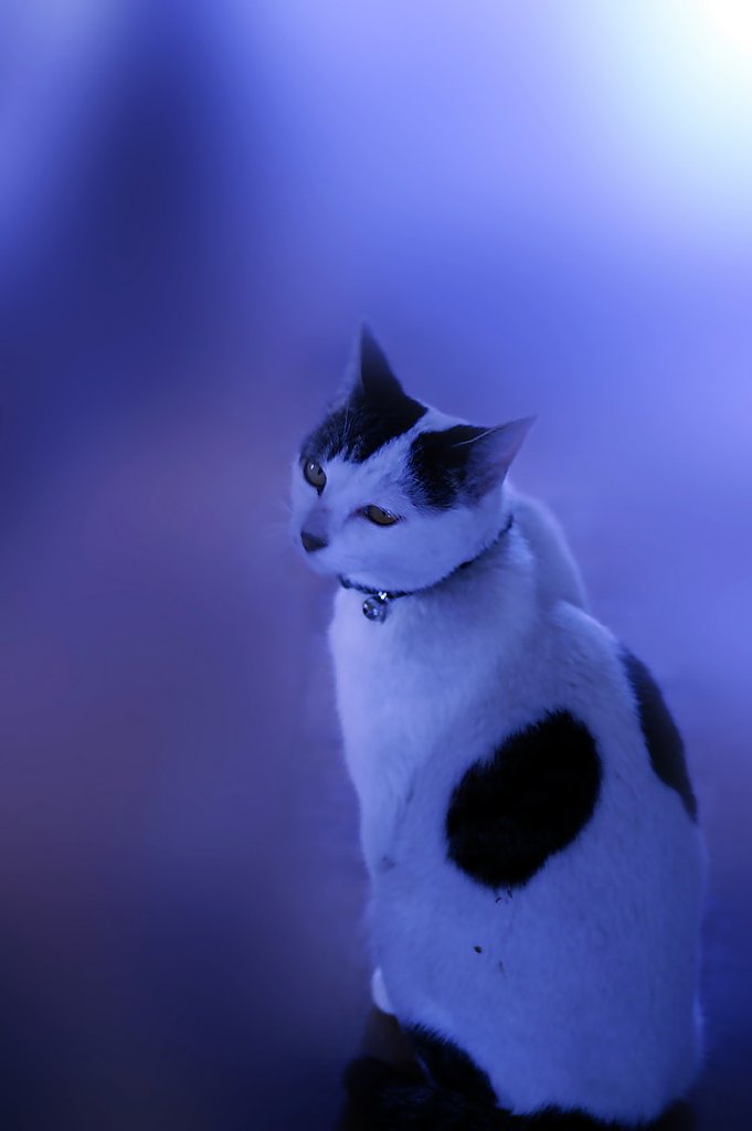 TheCat