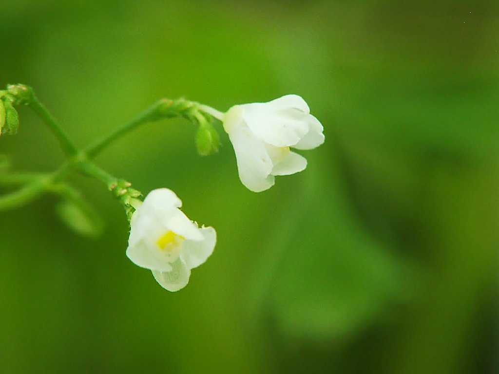 フウセンカヅラの花