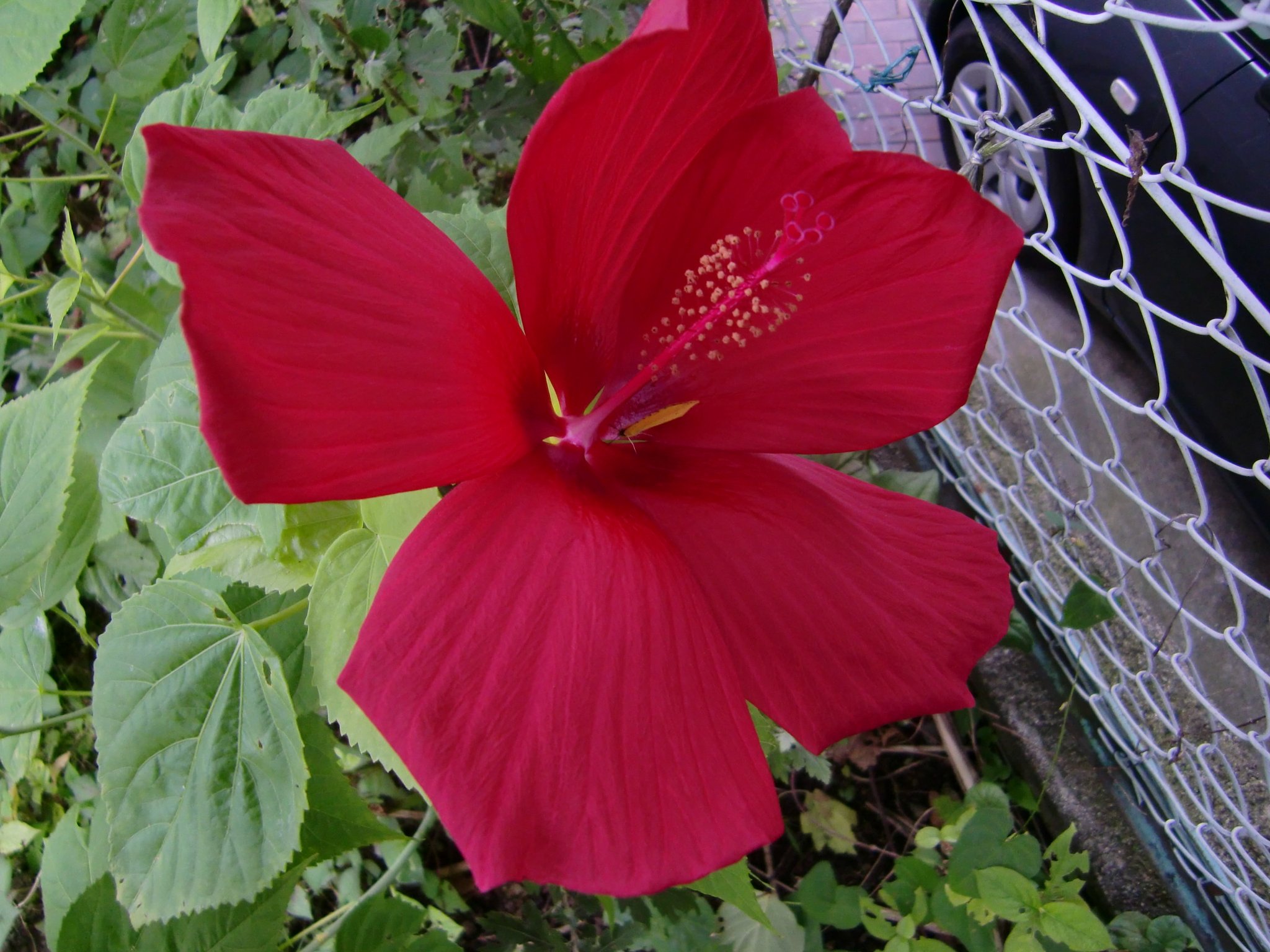 アメリカ芙蓉