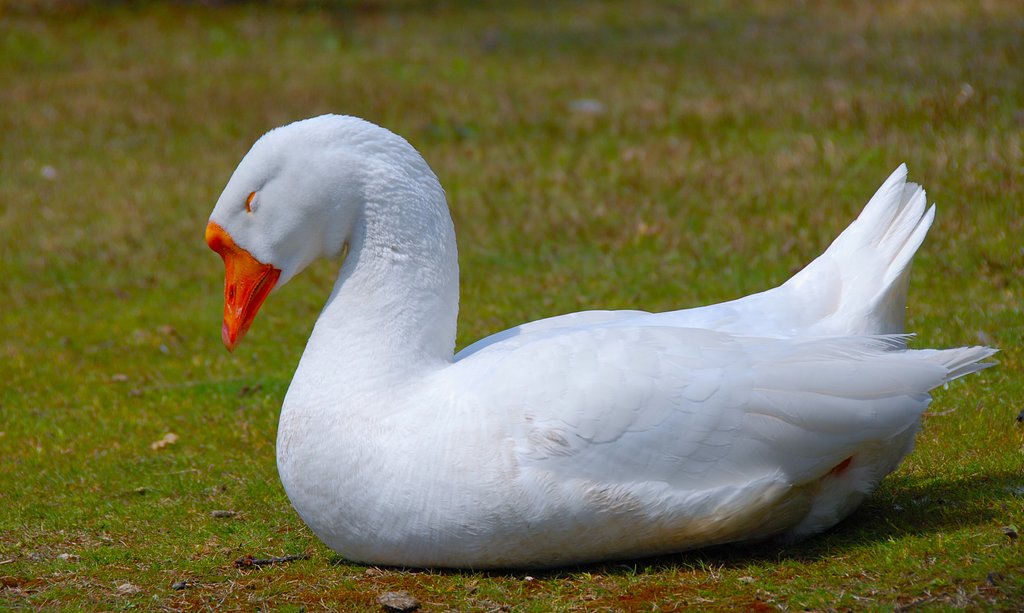 春眠