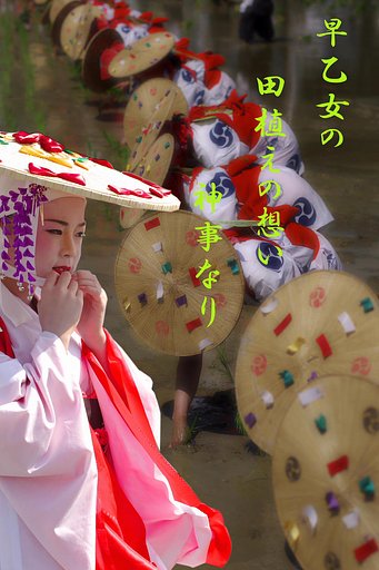 【写川柳】早乙女２