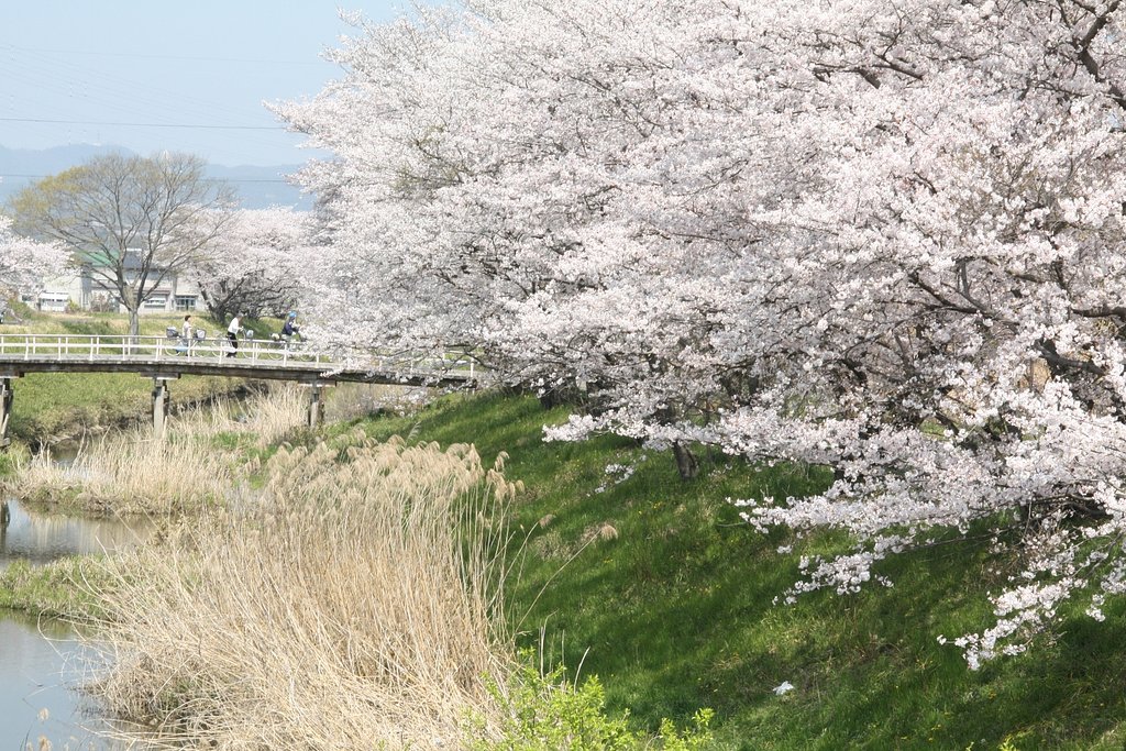 桜側からサクラ側へ