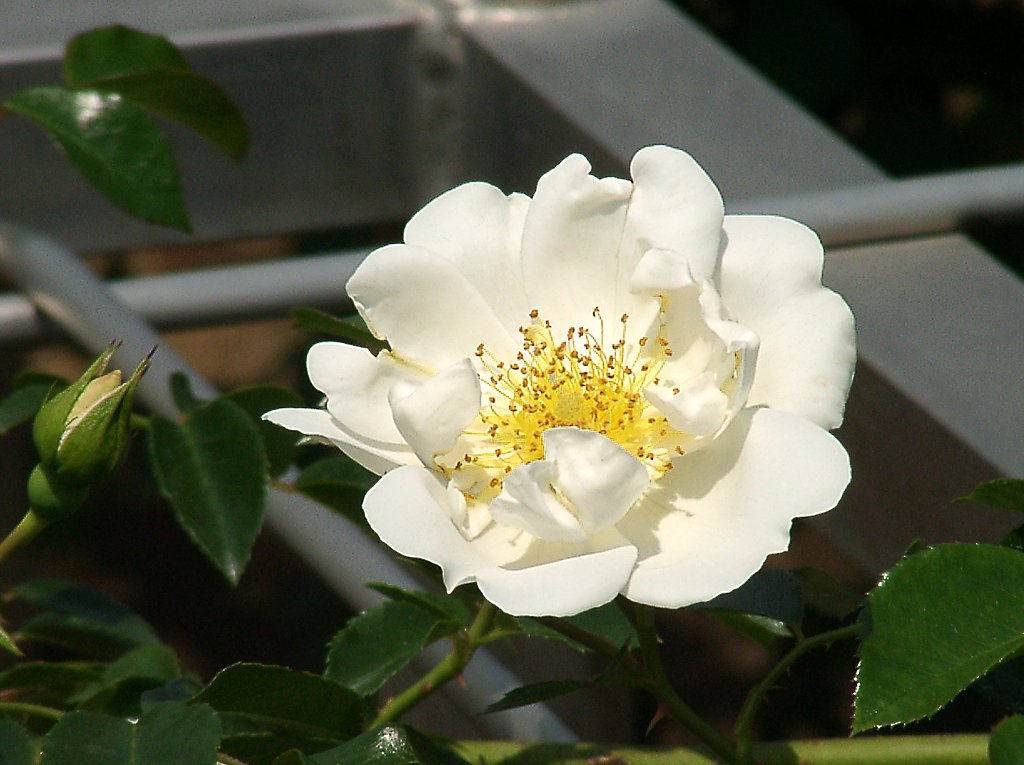 ★09春バラ・セレクション-09