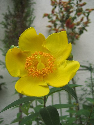 キンシバイかも‥