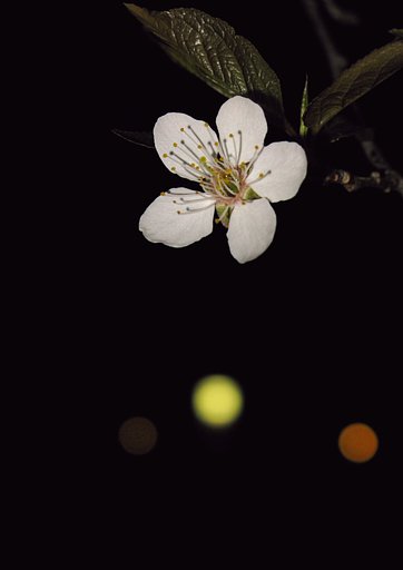 桜と街明かり