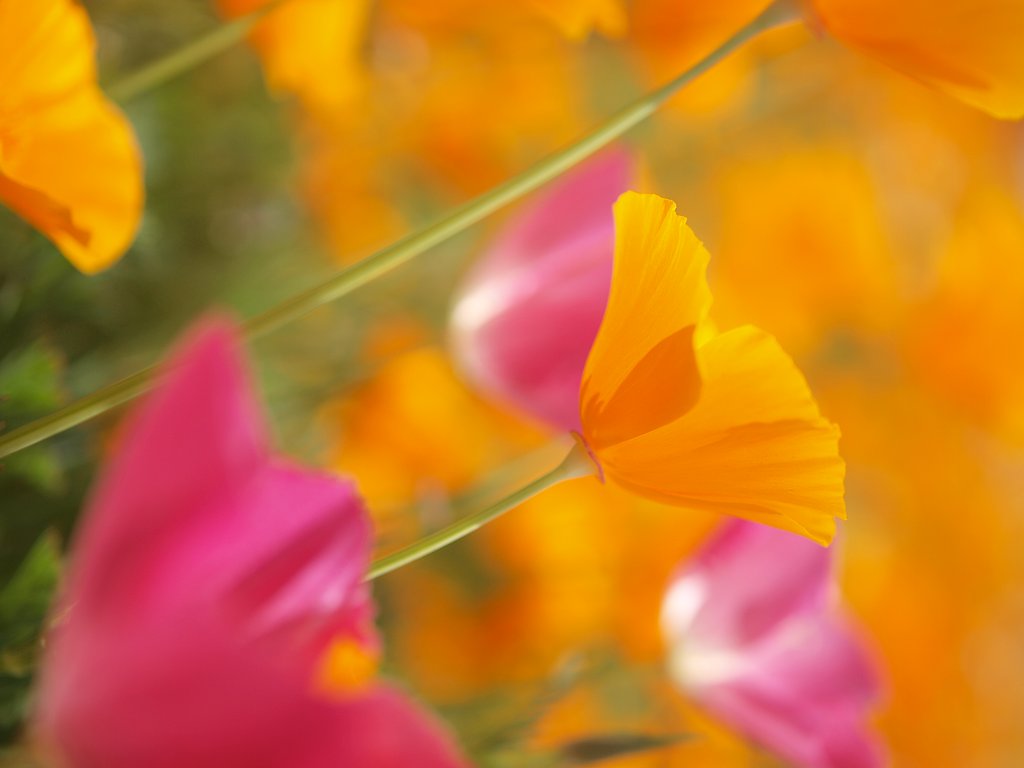 長瀞花だより4