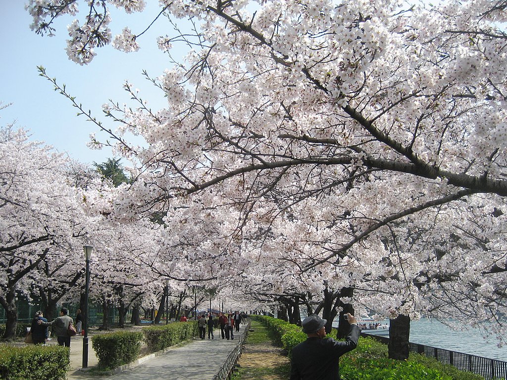 お父さんも桜撮り