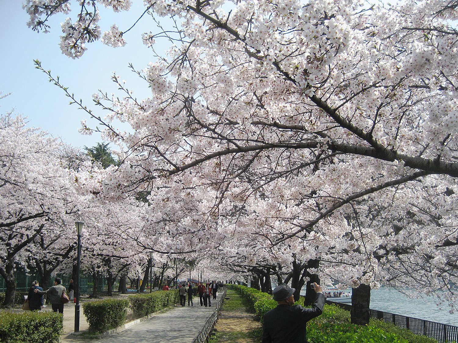 お父さんも桜撮り