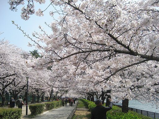 お父さんも桜撮り