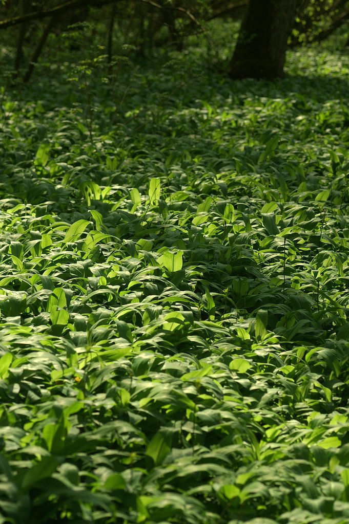 ワイルド・ガーリックの草原