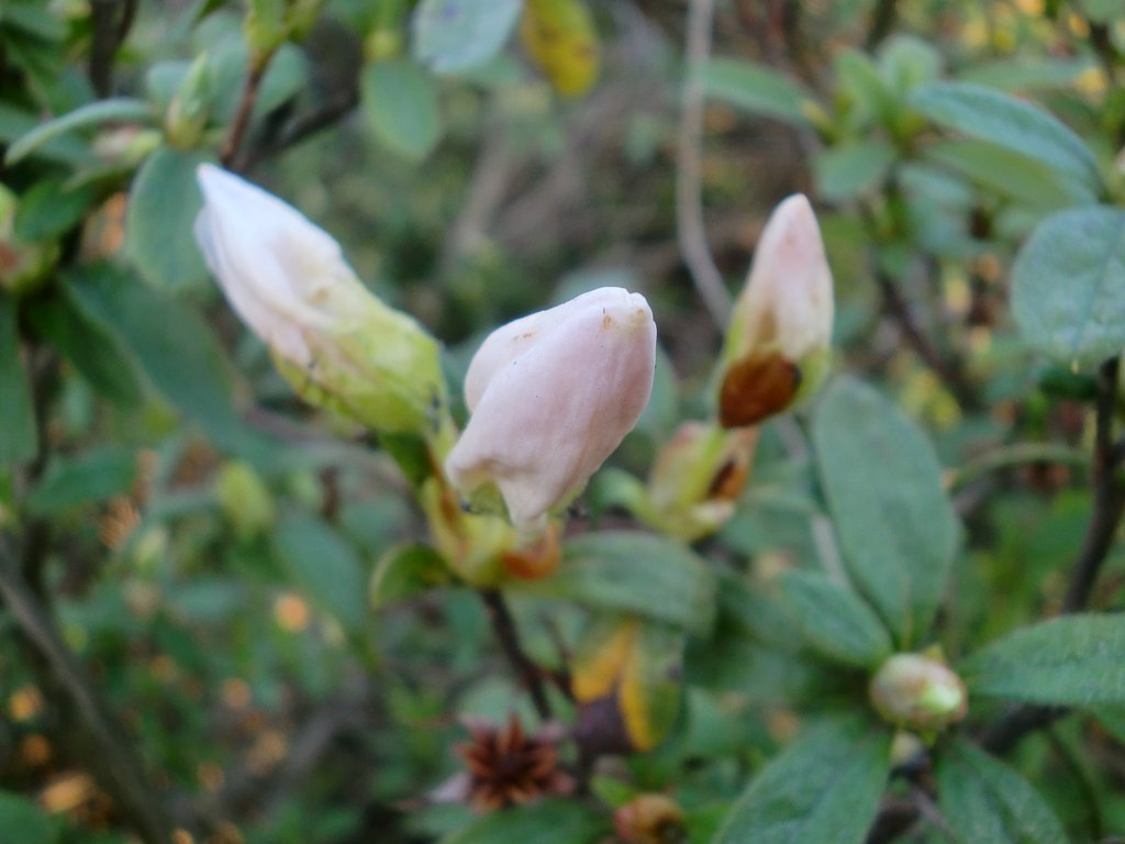 ヒラトツツジに蕾が！