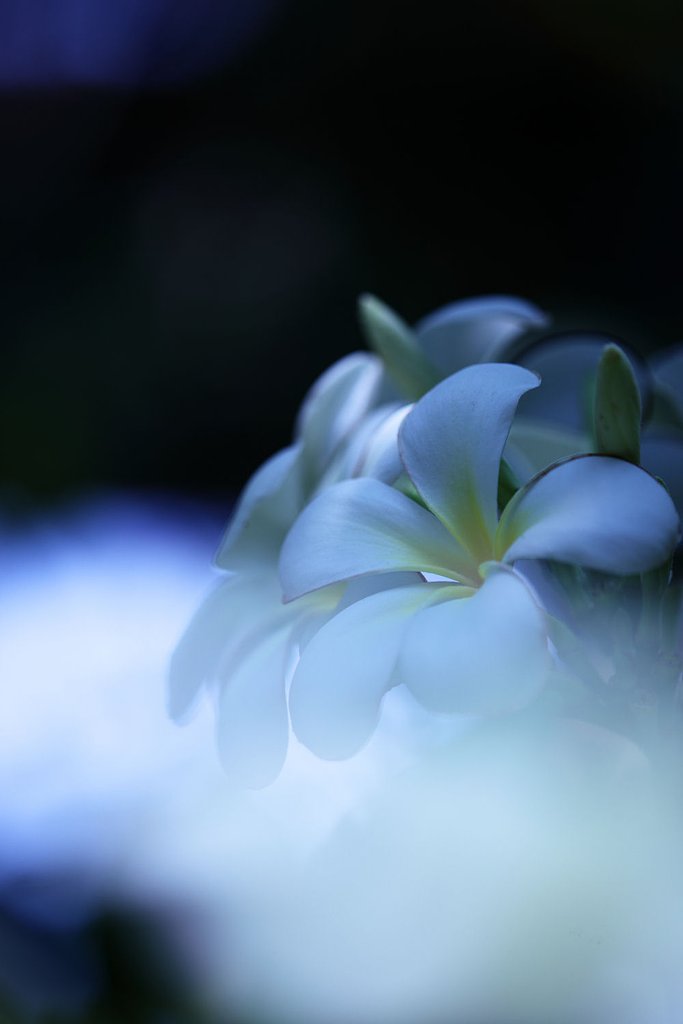 Tropical flower