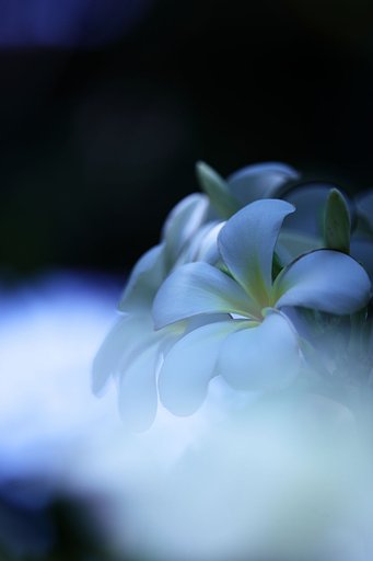 Tropical flower
