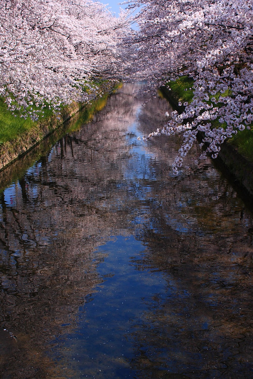 桜川　２