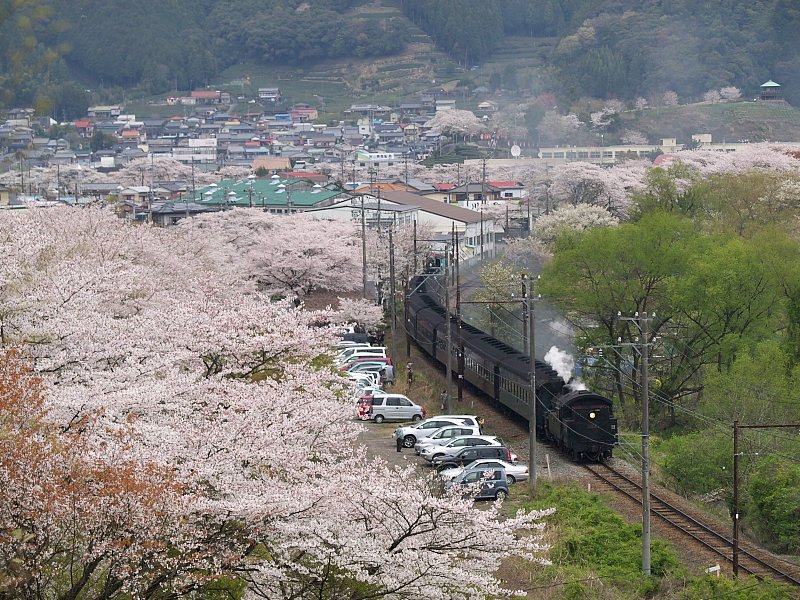 桜俯瞰図