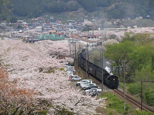 桜俯瞰図
