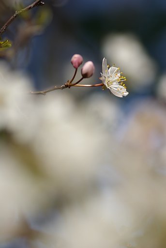 雲上の桜