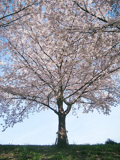 さくらの木。